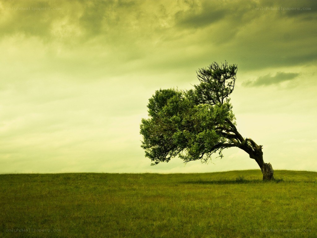 solitary tree on a hill
