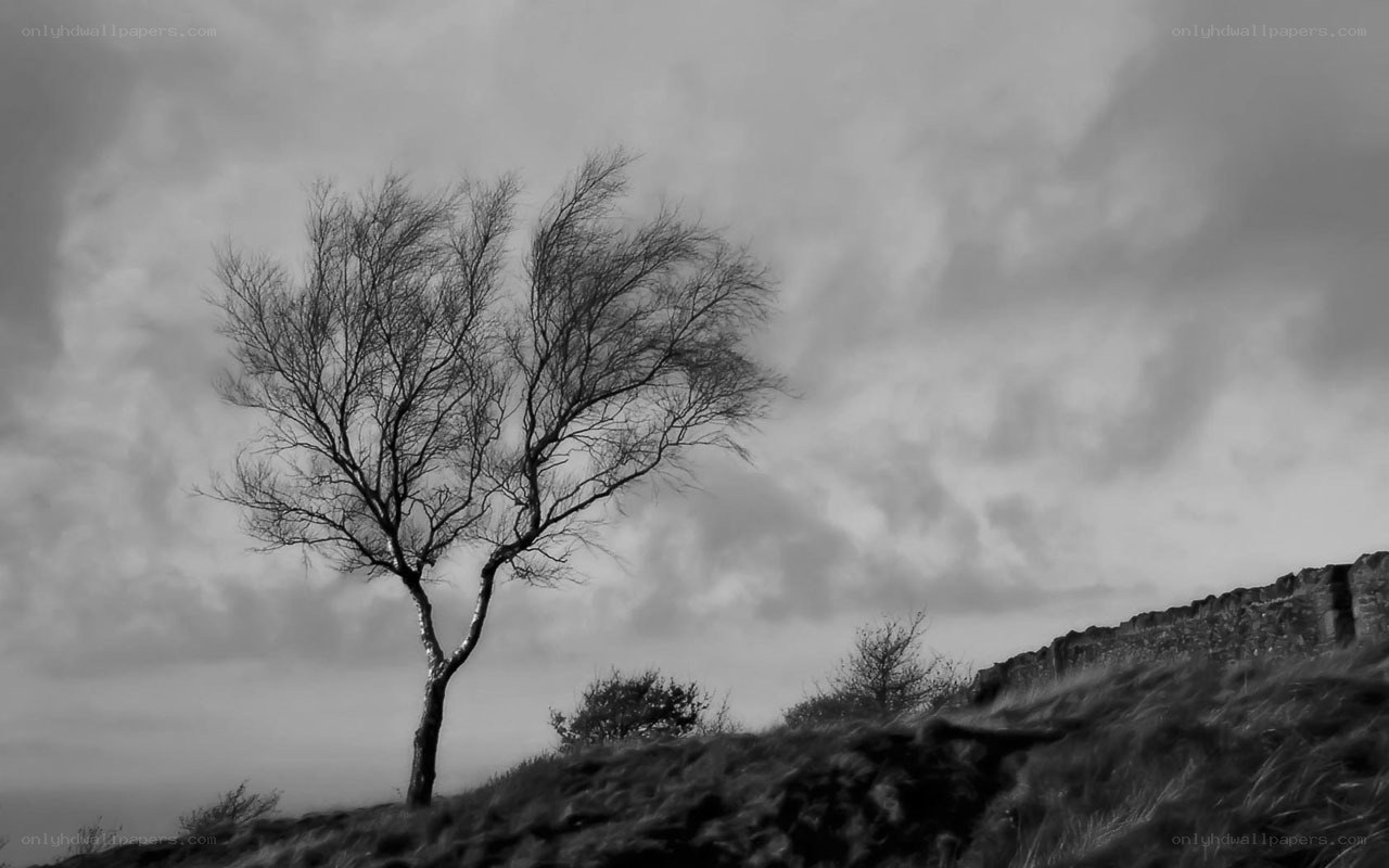 solitary tree on a hill