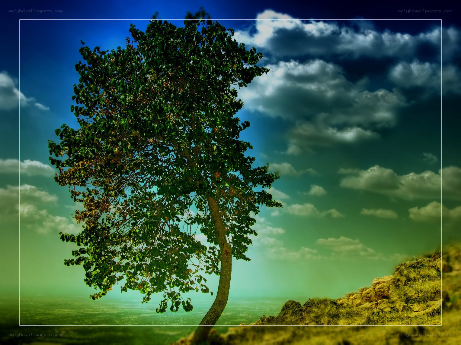 Solitary tree on a hill