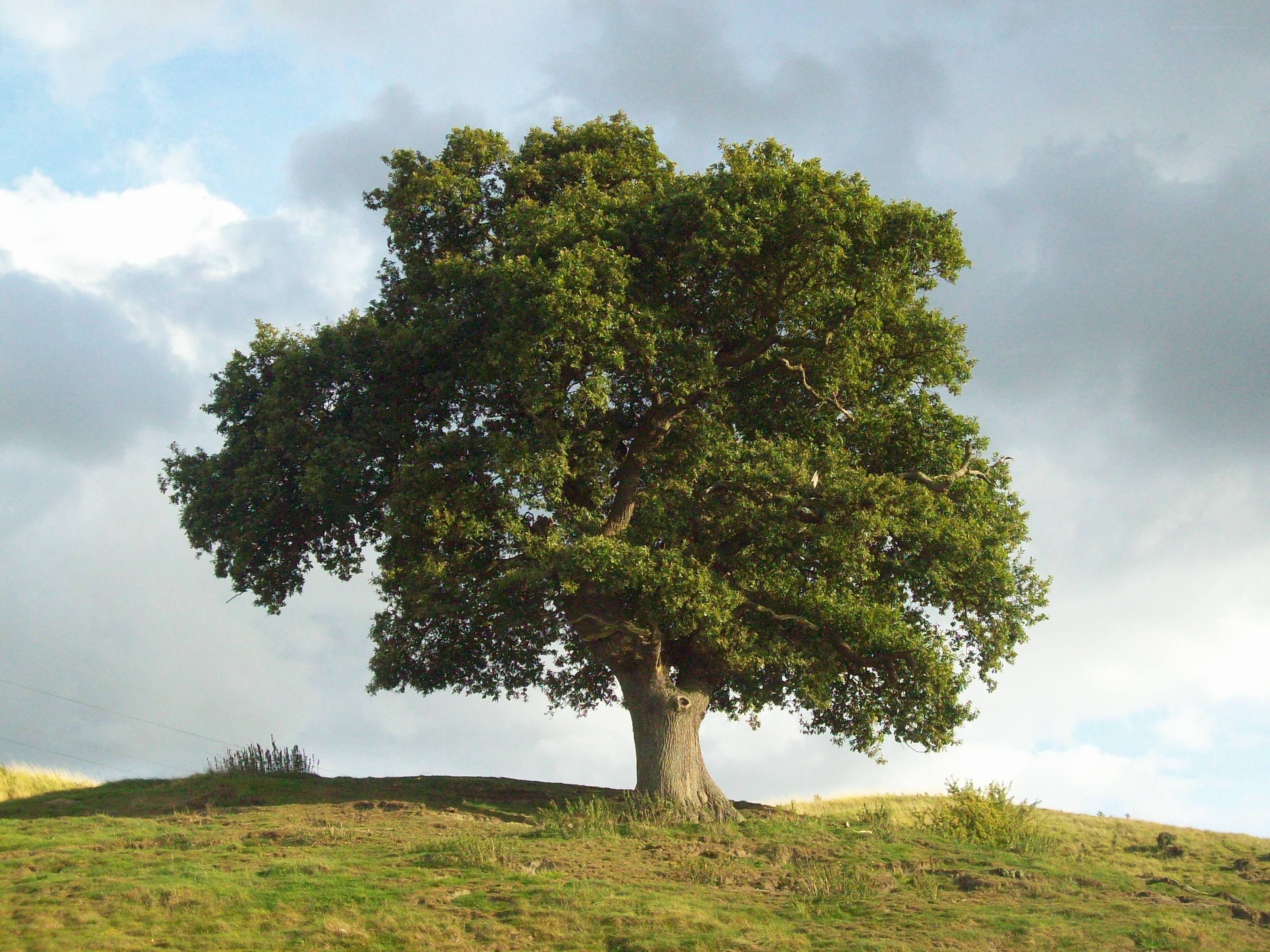 solitary tree on a hill