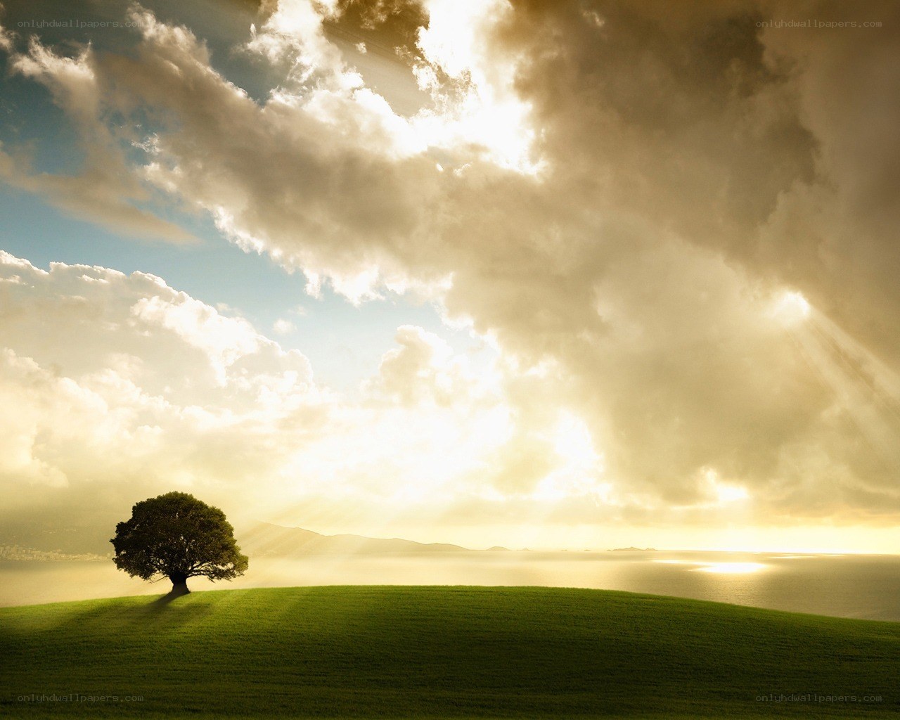Solitary tree on a hill