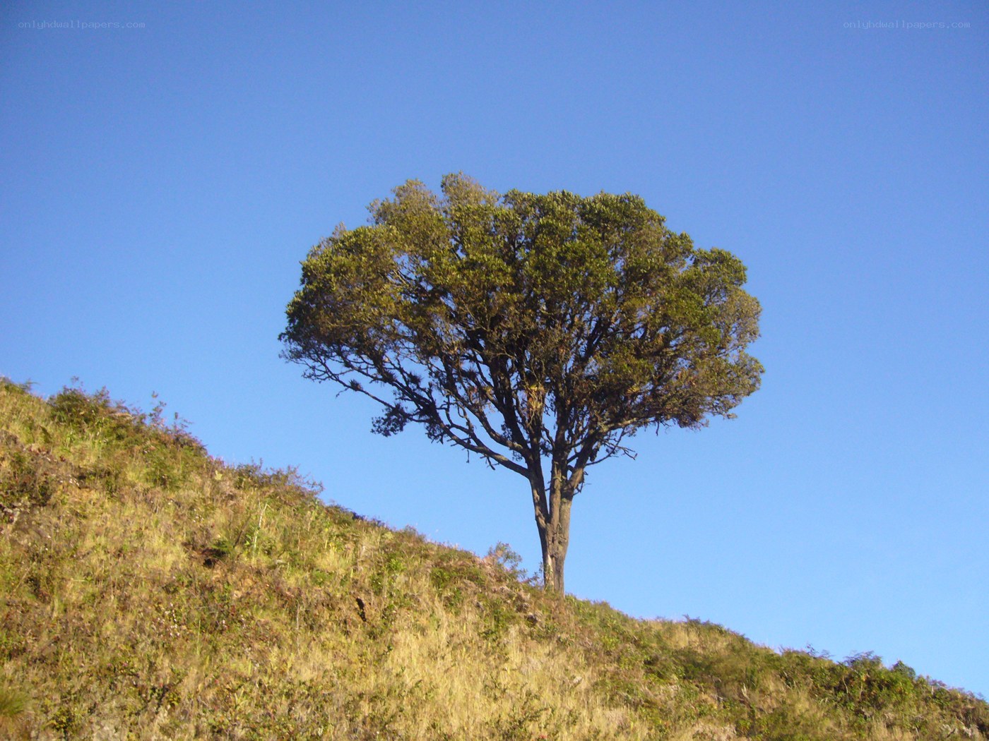 solitary tree on a hill
