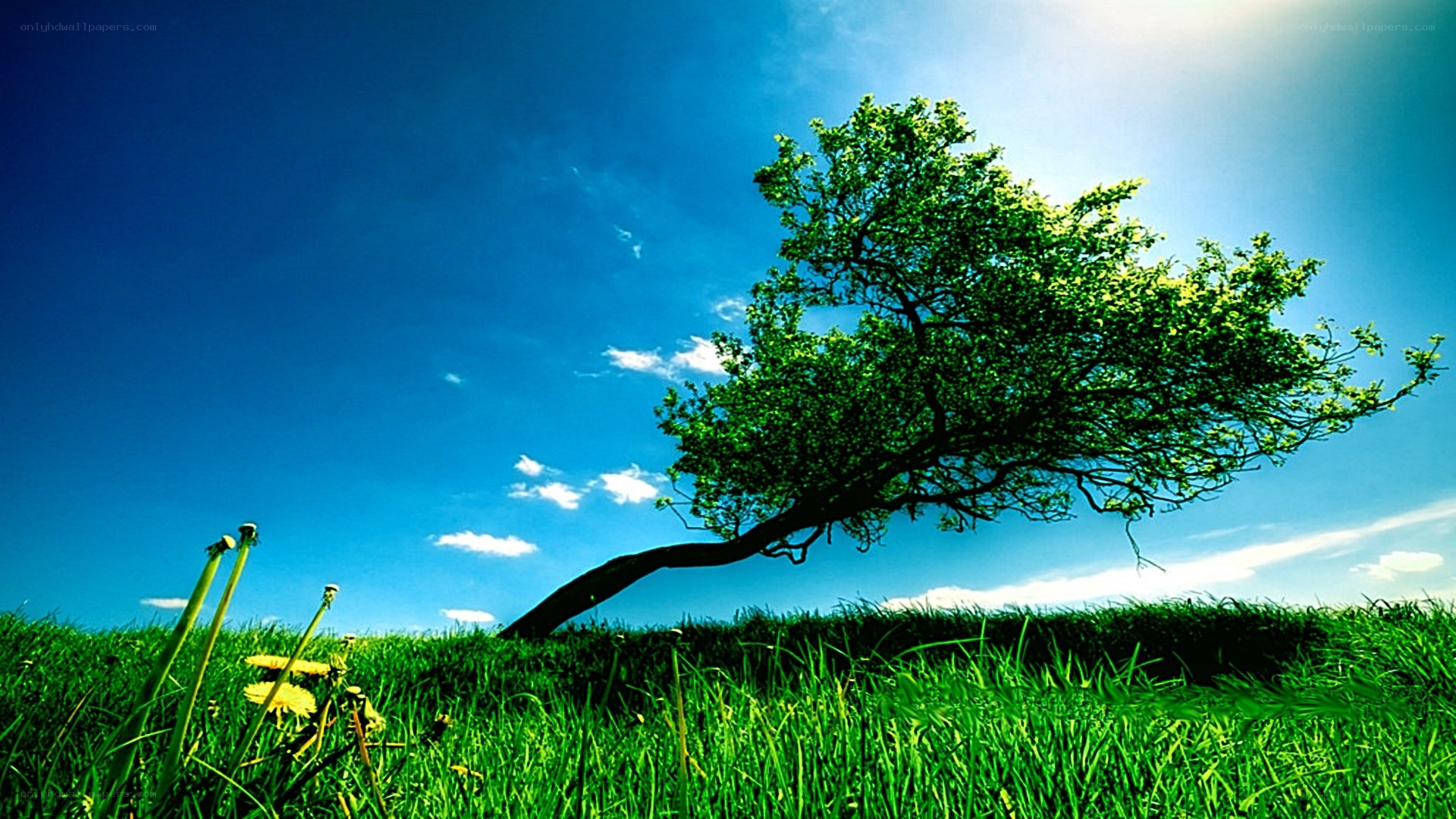 Solitary tree on a hill