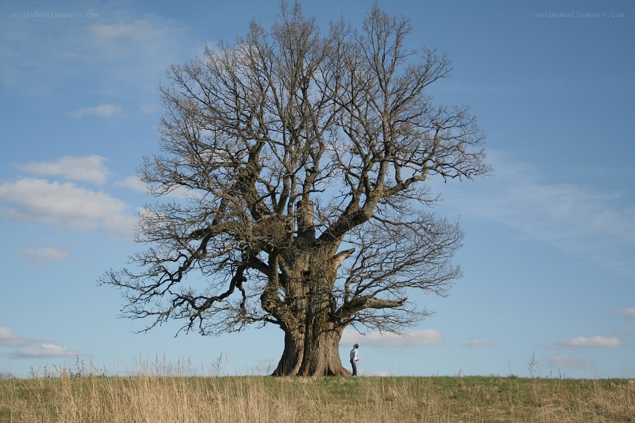 Solitary tree on a hill
