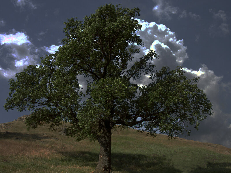 Solitary tree on a hill