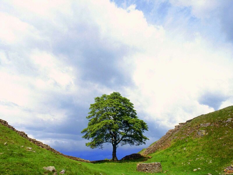 solitary tree on a hill