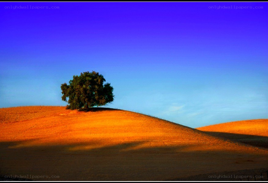 solitary tree on a hill