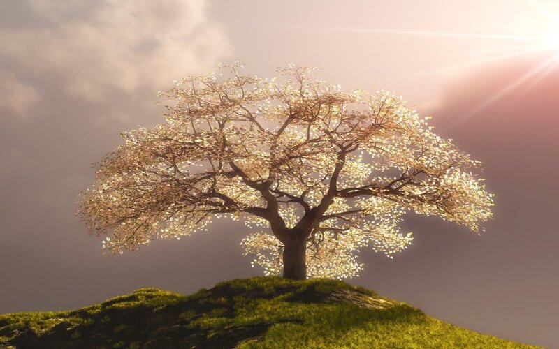 solitary tree on a hill