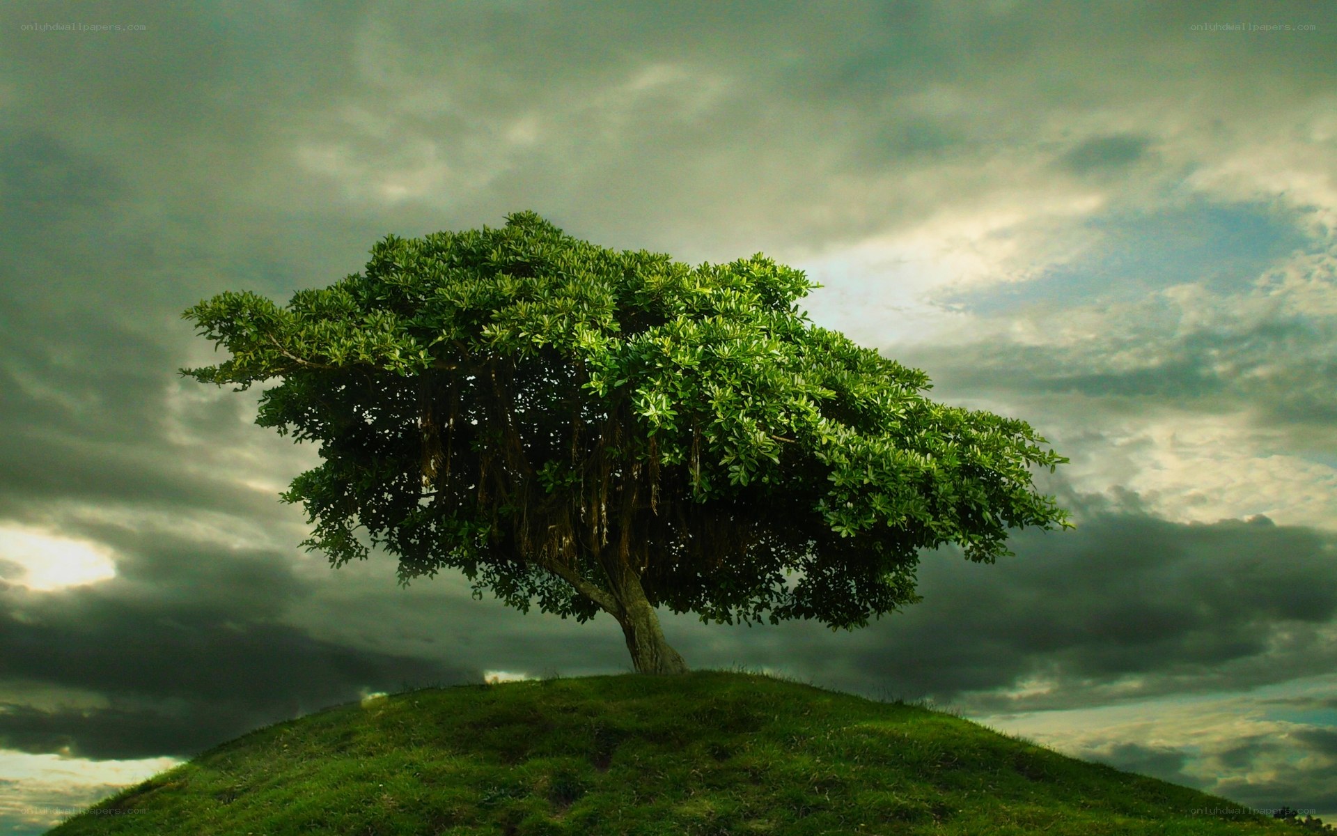 Solitary tree on a hill