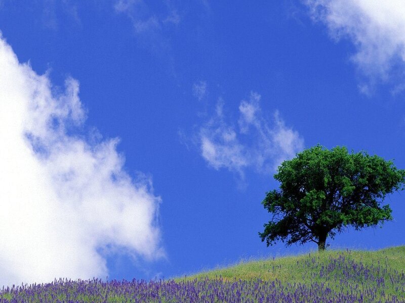 solitary tree on a hill