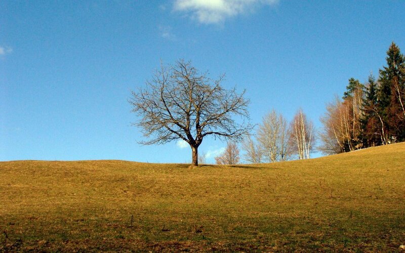 Solitary tree on a hill