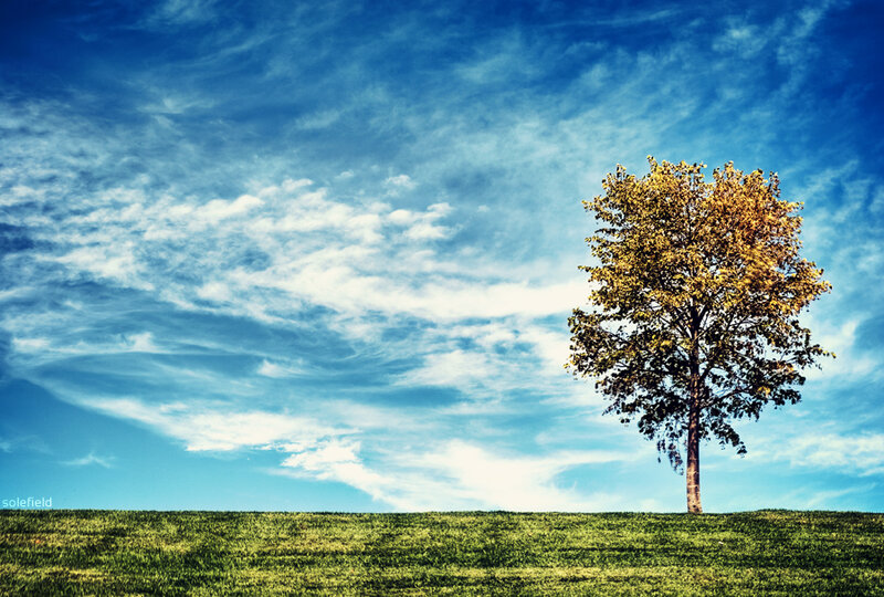 solitary tree on a hill