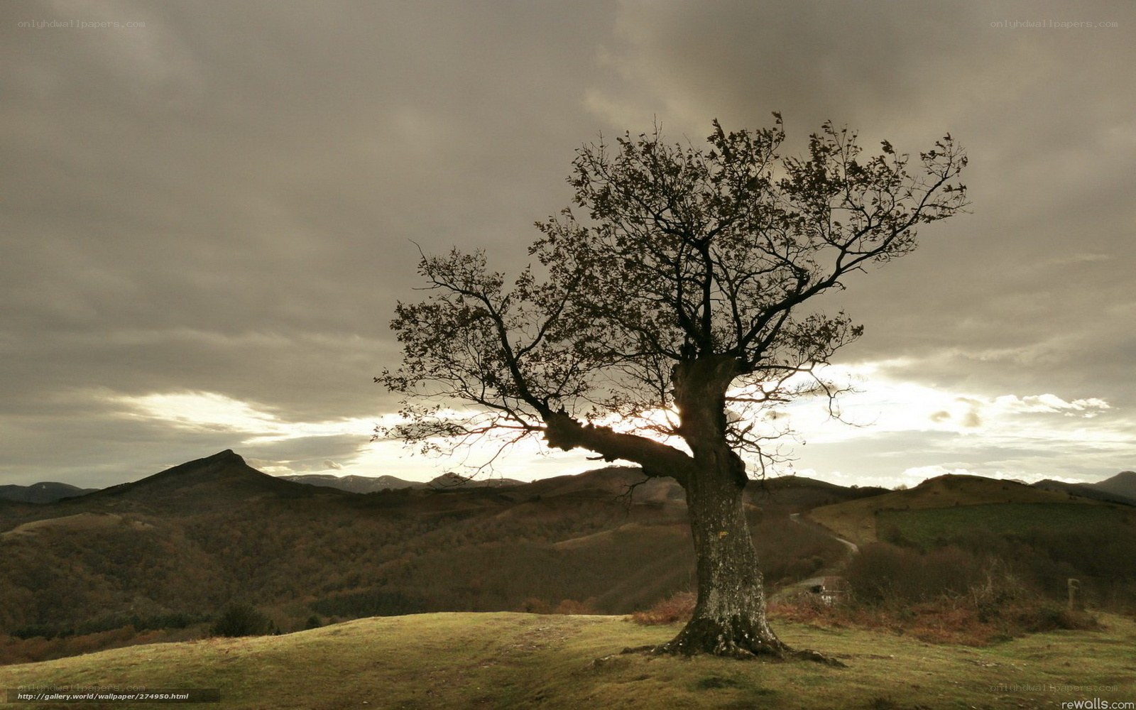 Solitary tree on a hill