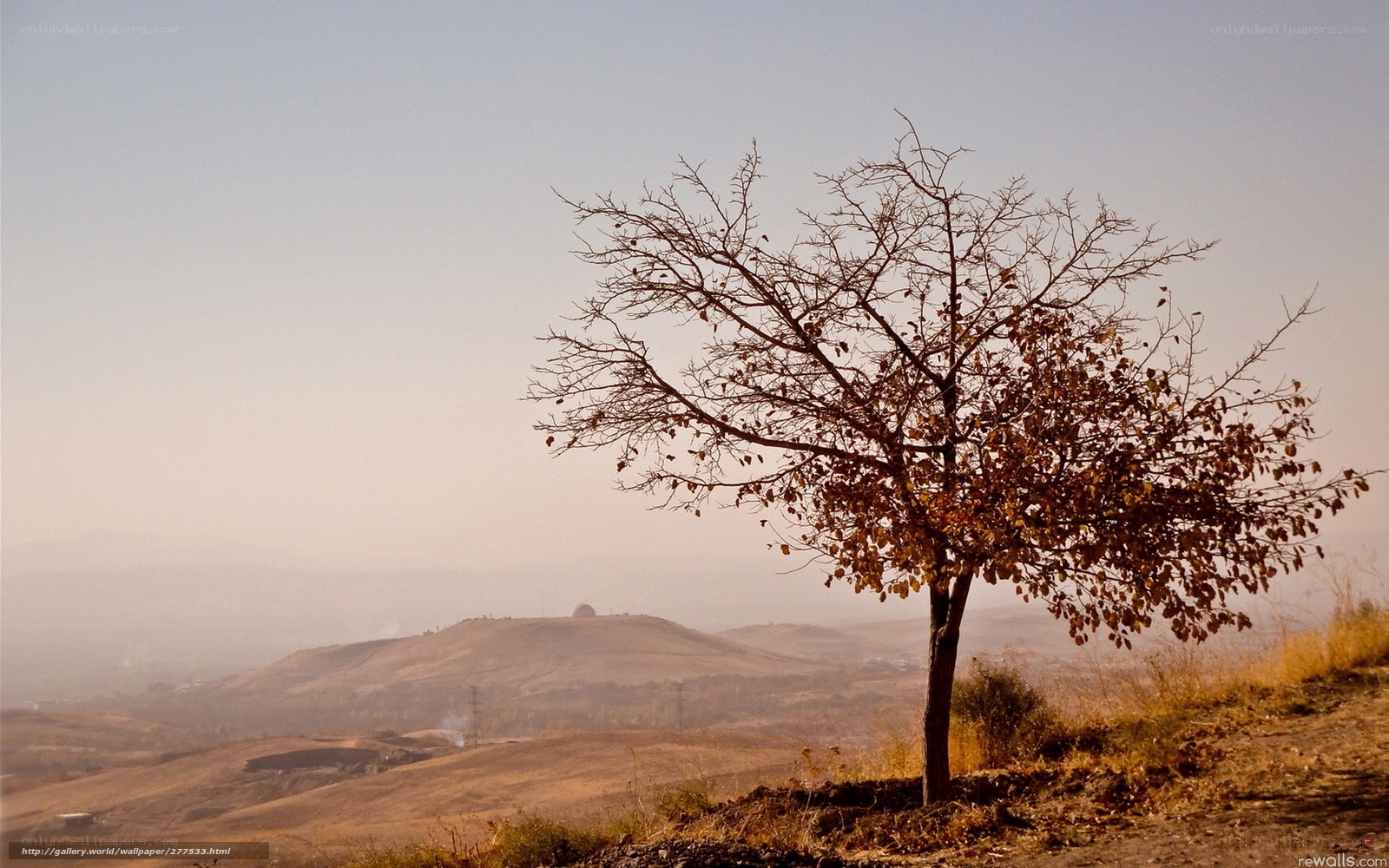 solitary tree on a hill