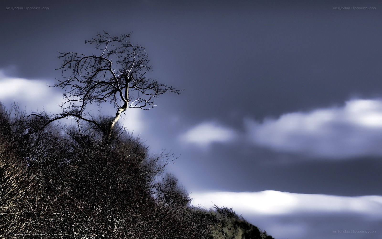 Solitary tree on a hill
