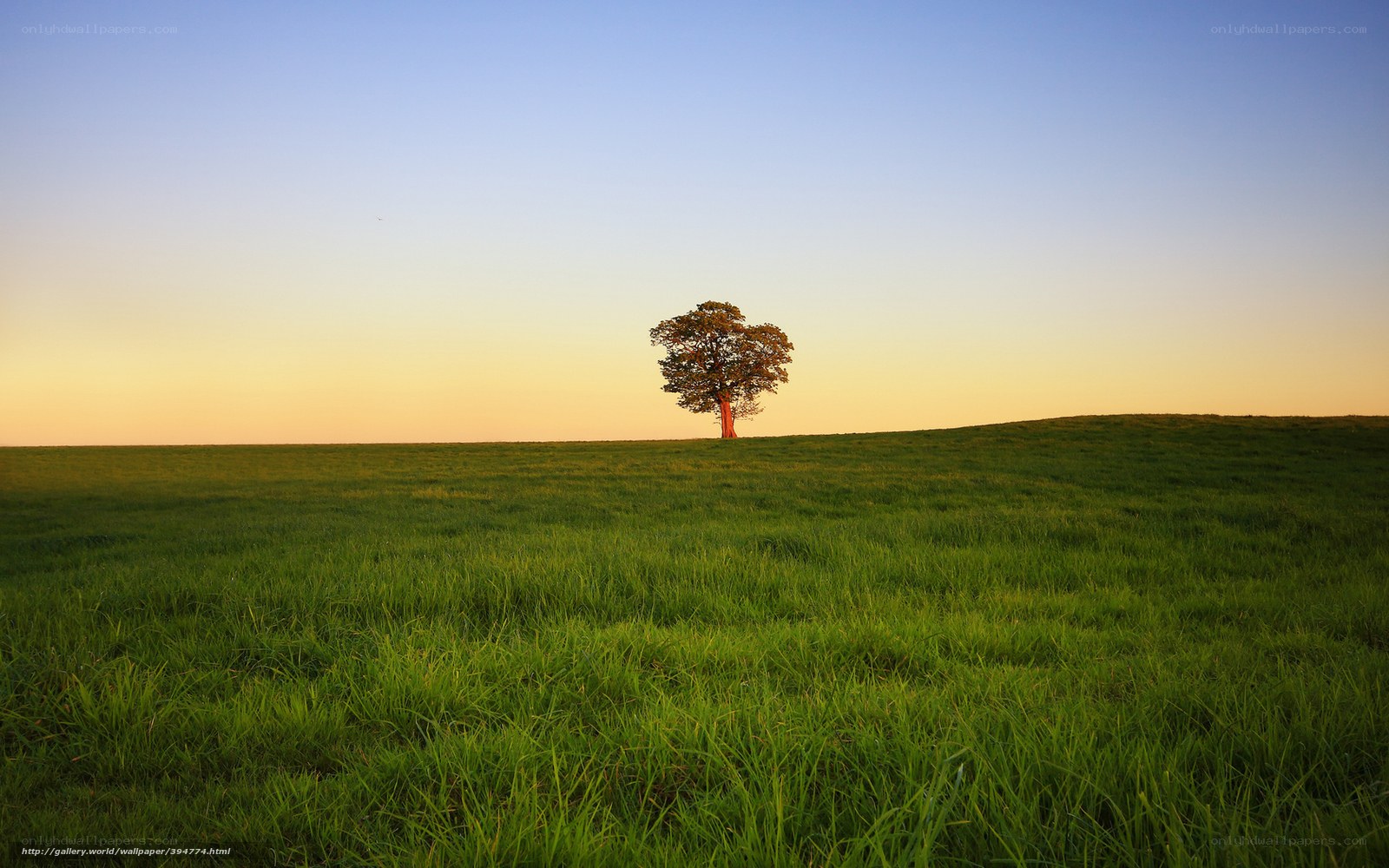 Solitary tree on a hill