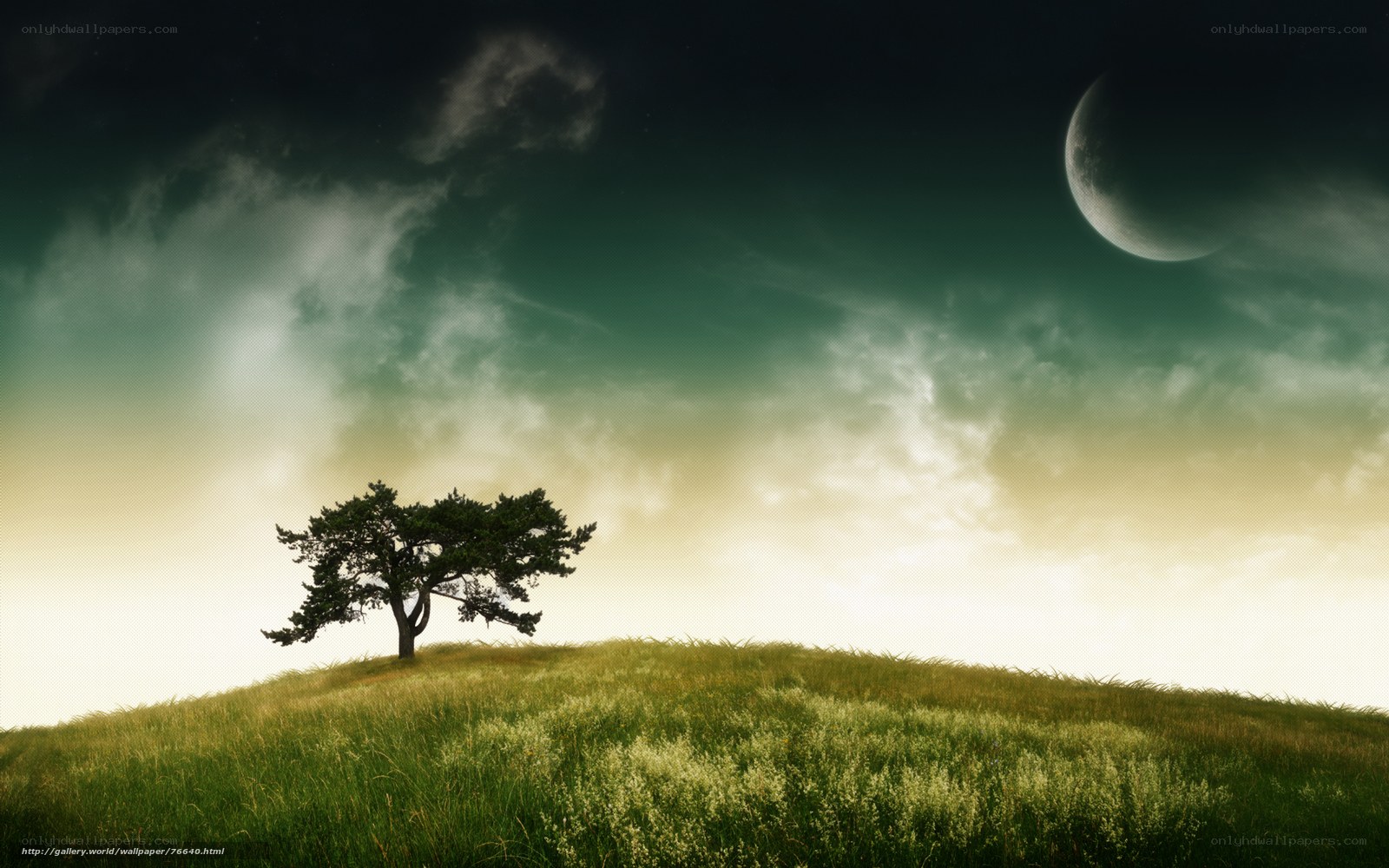 Solitary tree on a hill
