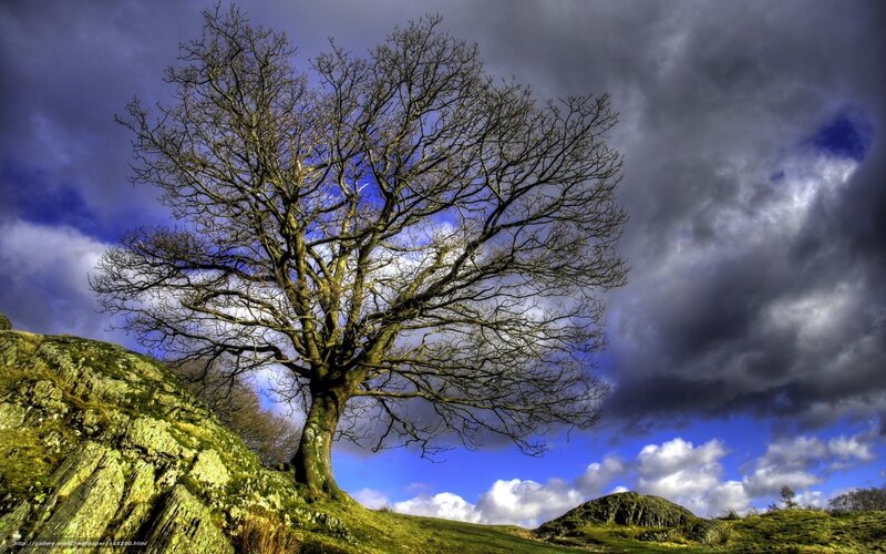 Solitary tree on a hill
