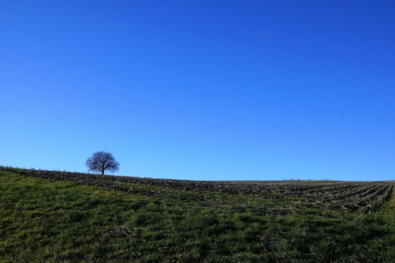 solitary tree on a hill