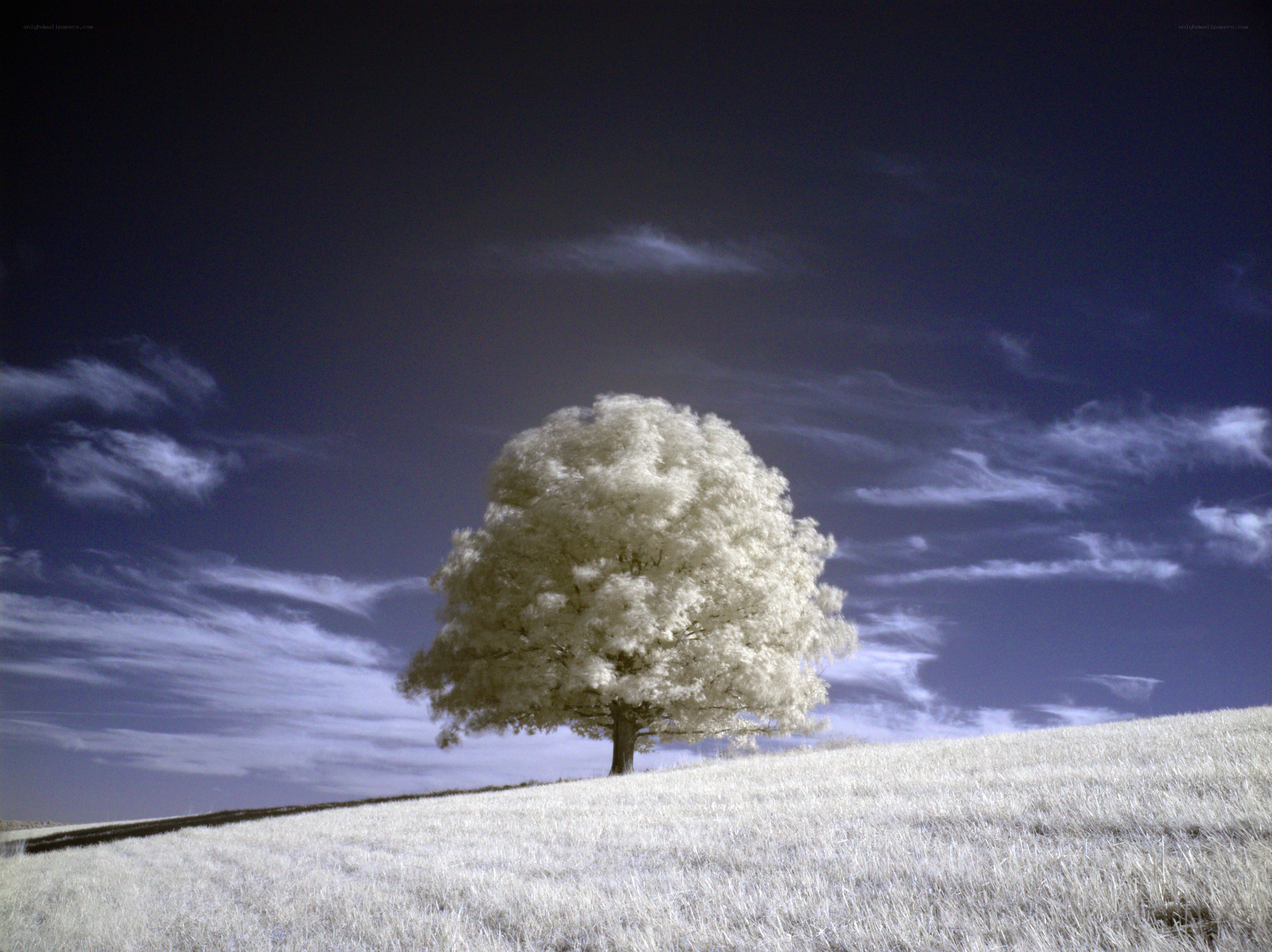 Solitary tree on a hill