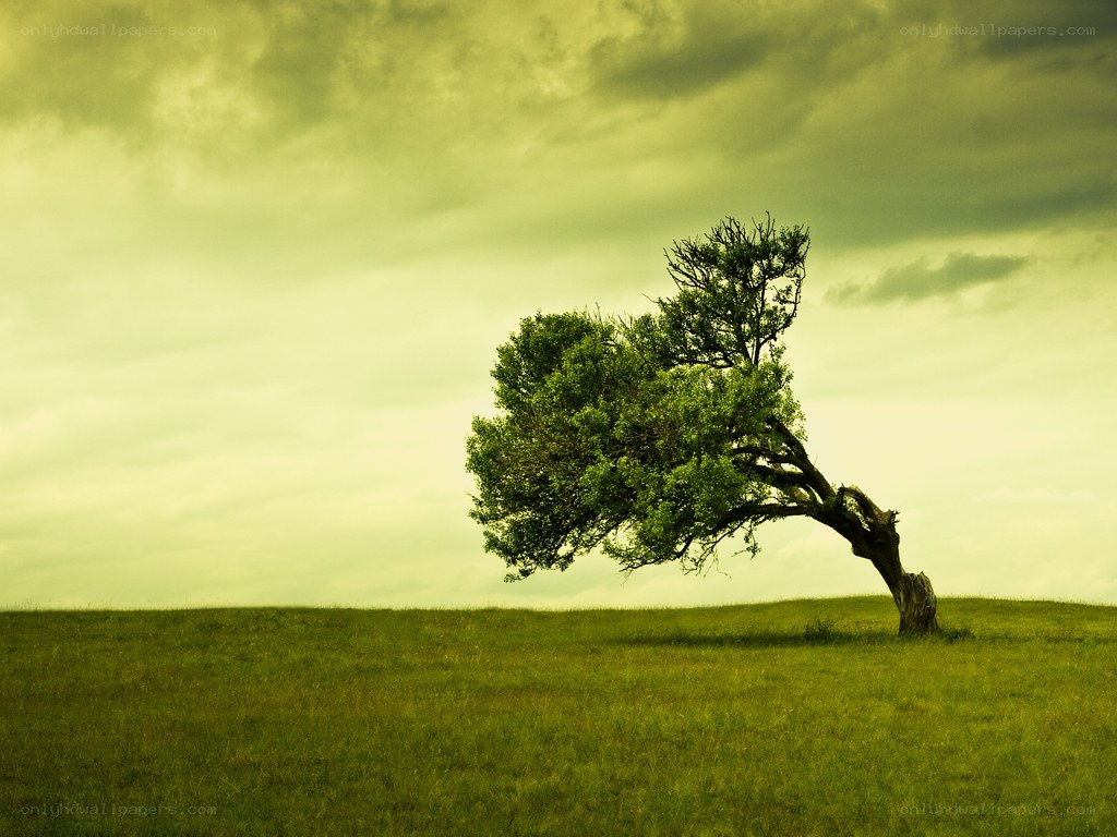 Solitary tree on a hill
