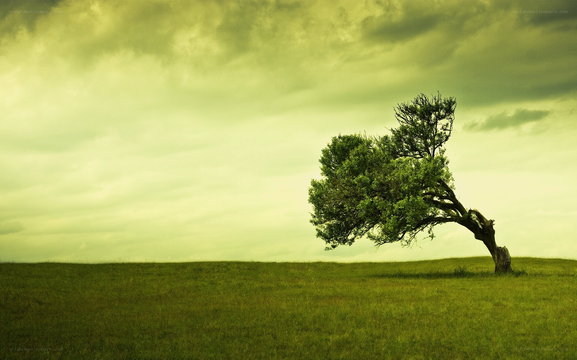 solitary tree on a hill