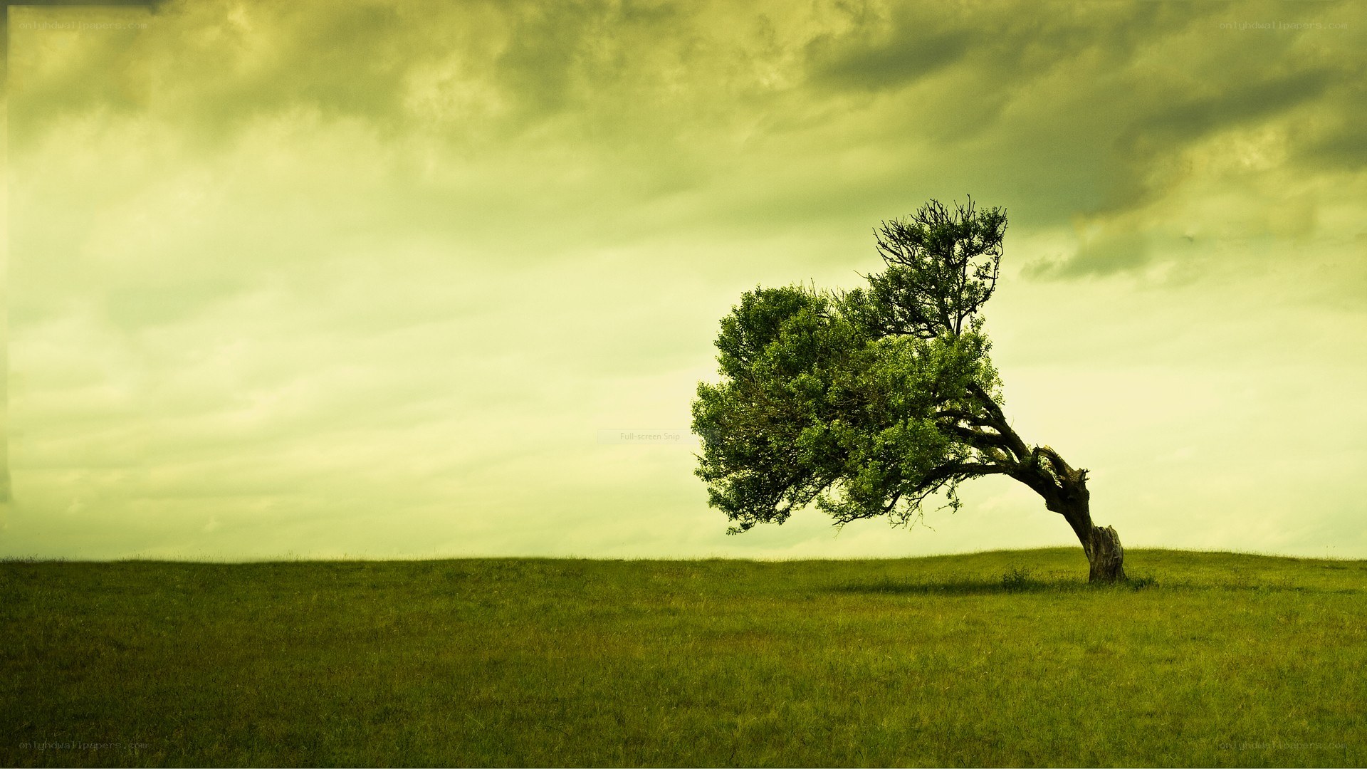 solitary tree on a hill