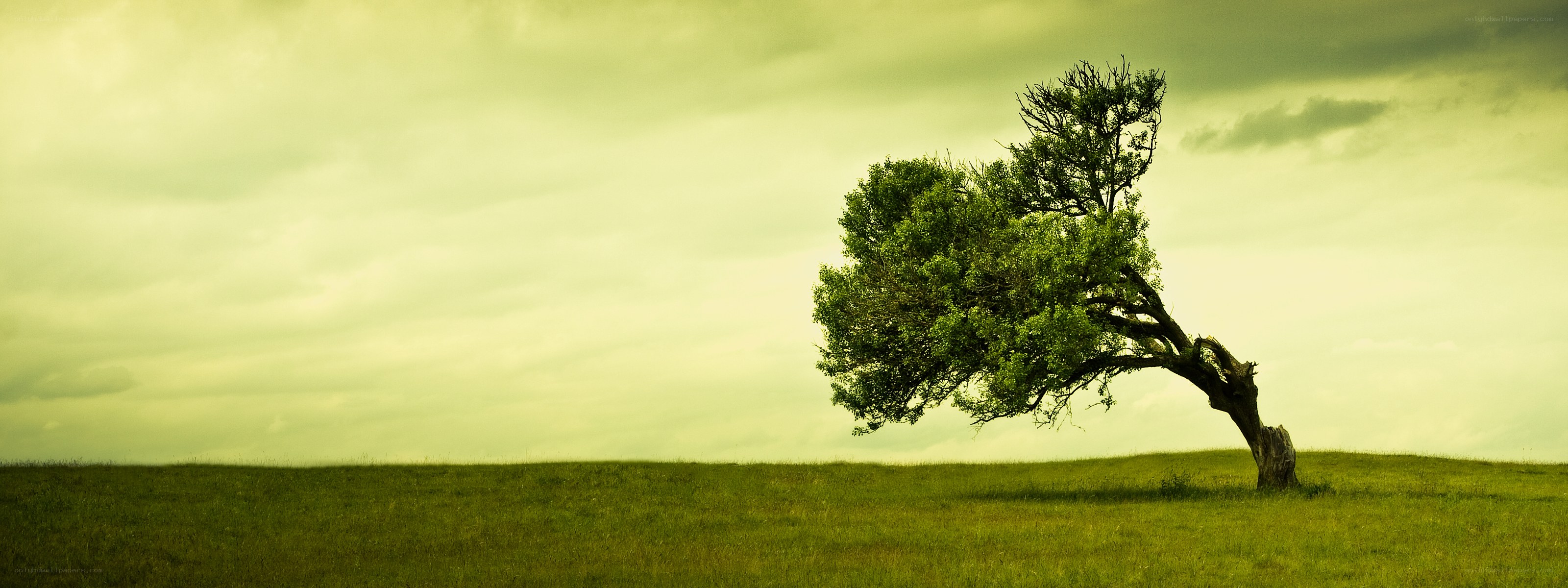 solitary tree on a hill