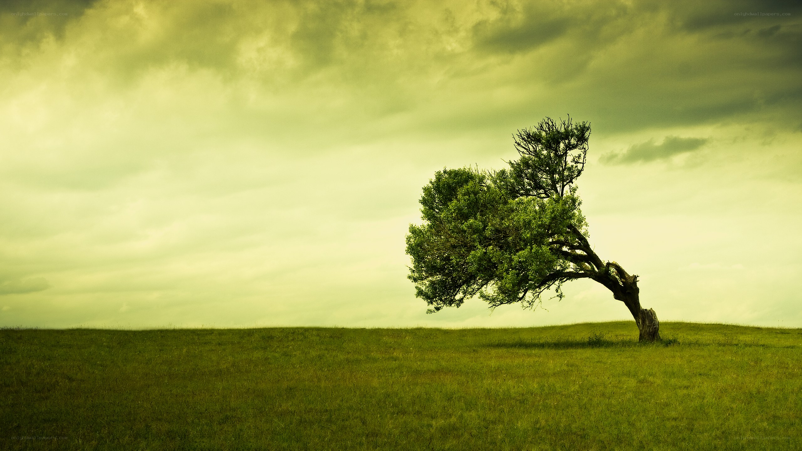 Solitary tree on a hill