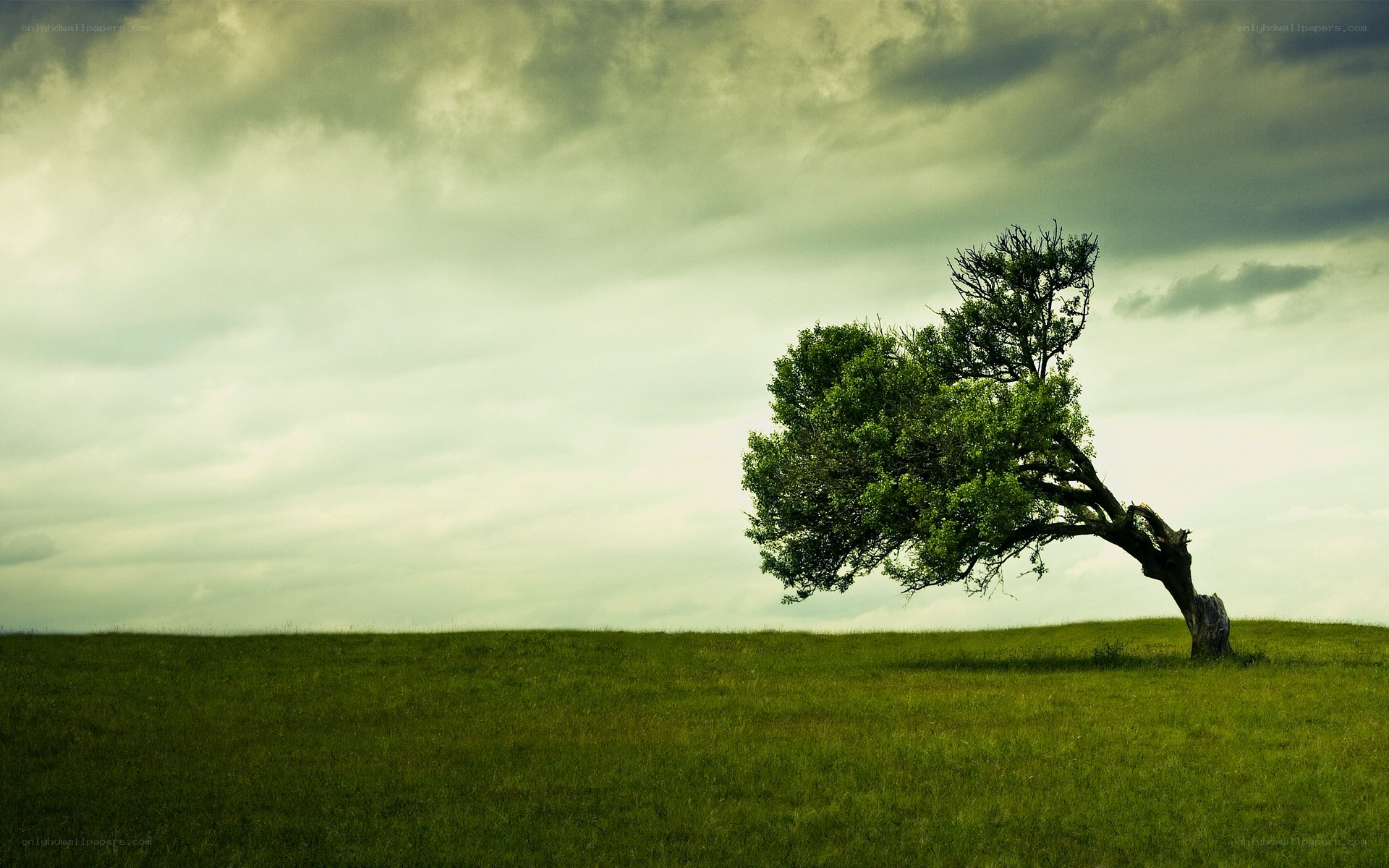 solitary tree on a hill