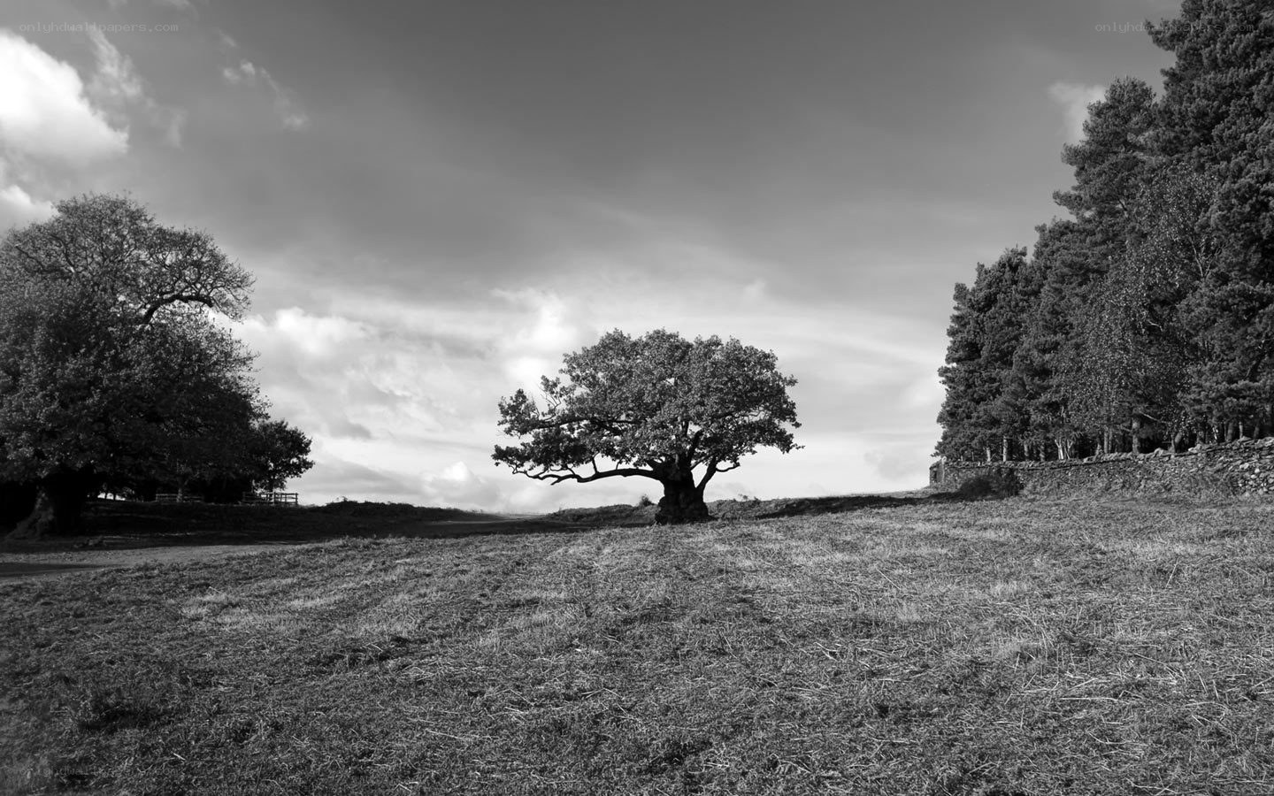 Solitary tree on a hill