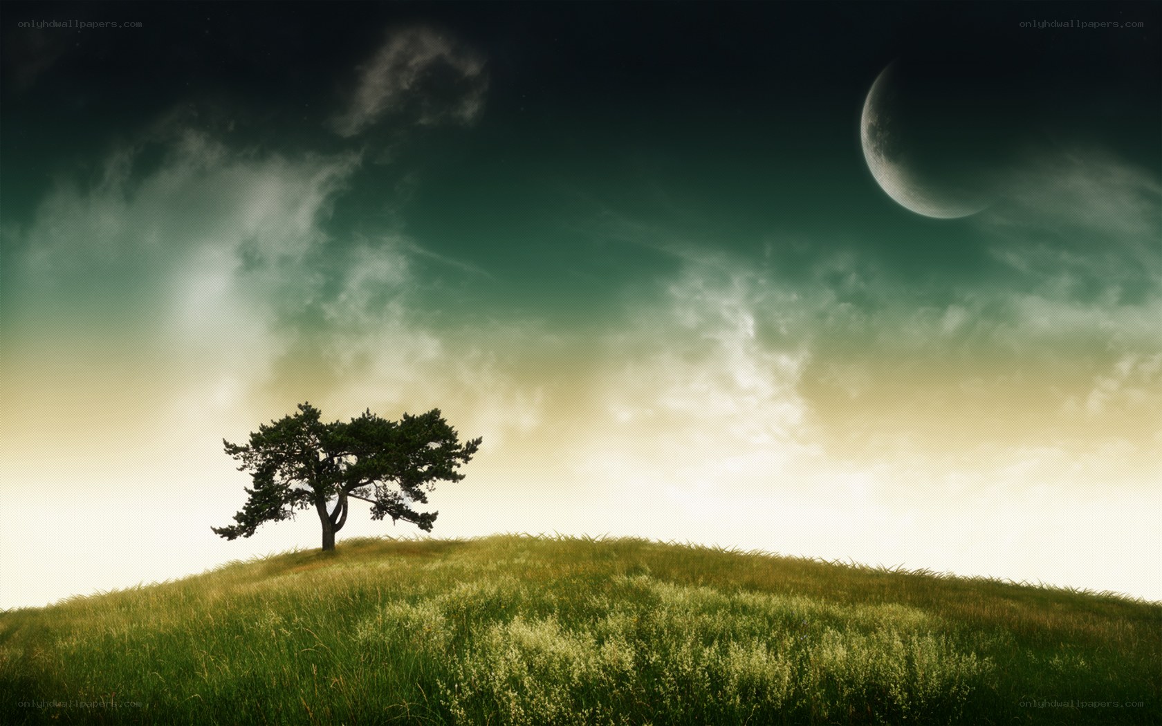 Solitary tree on a hill