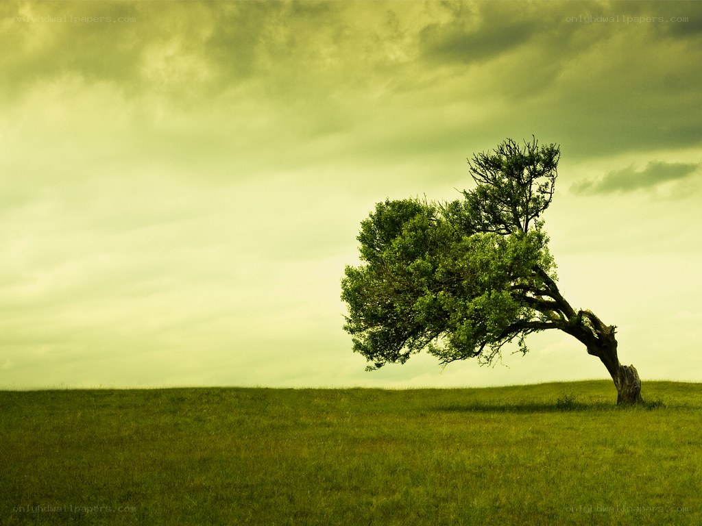 Solitary tree on a hill