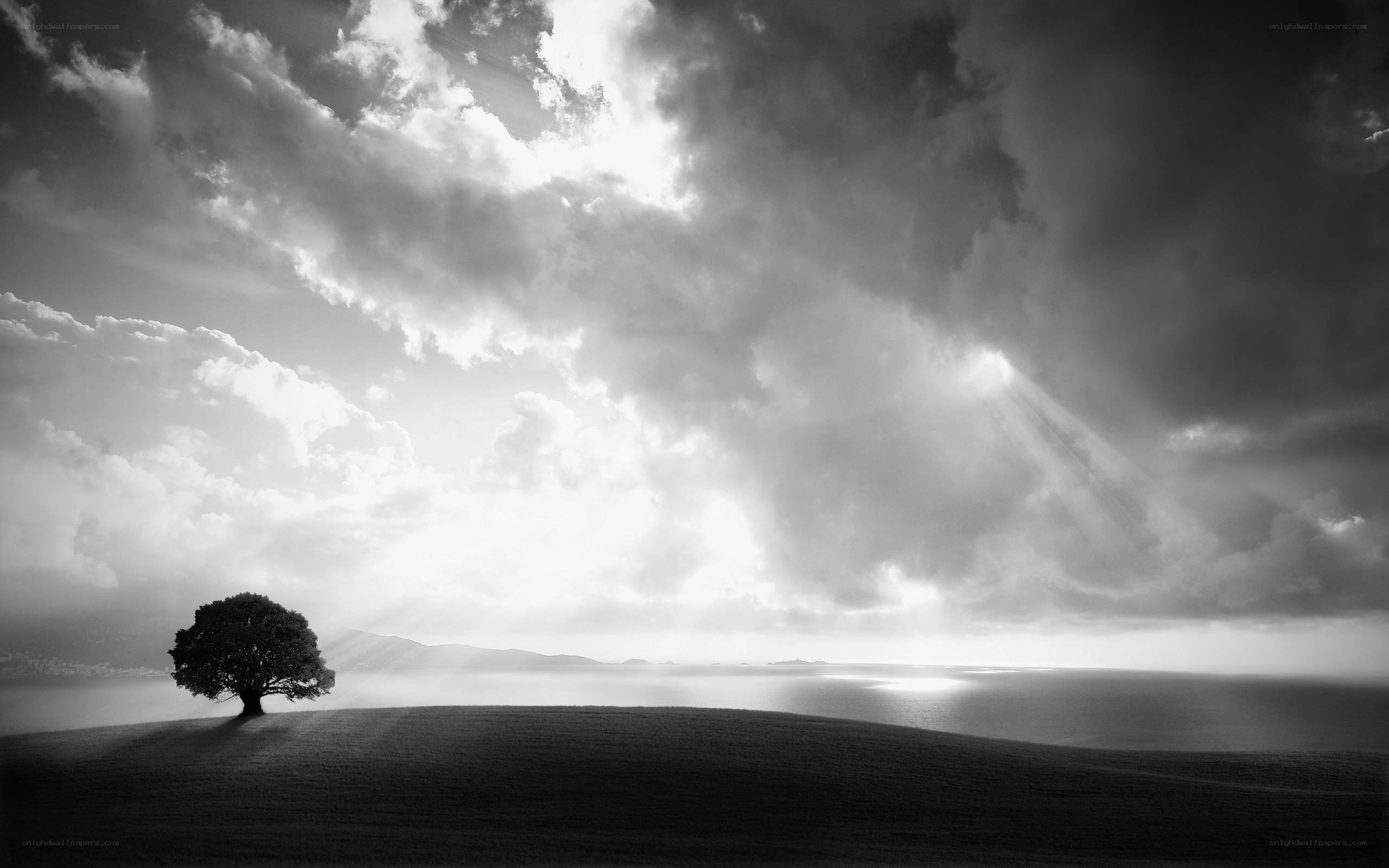Solitary tree on a hill