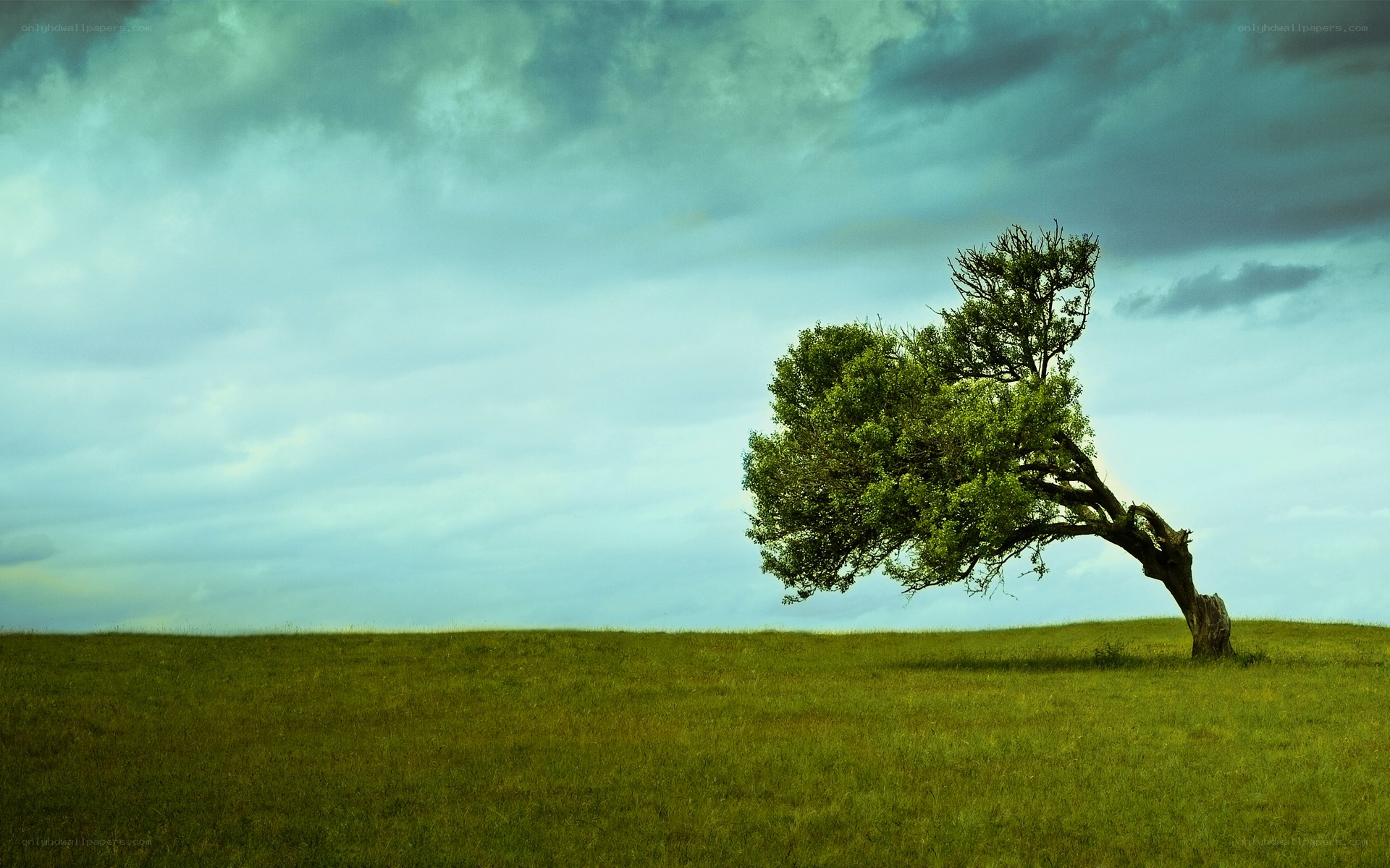 solitary tree on a hill