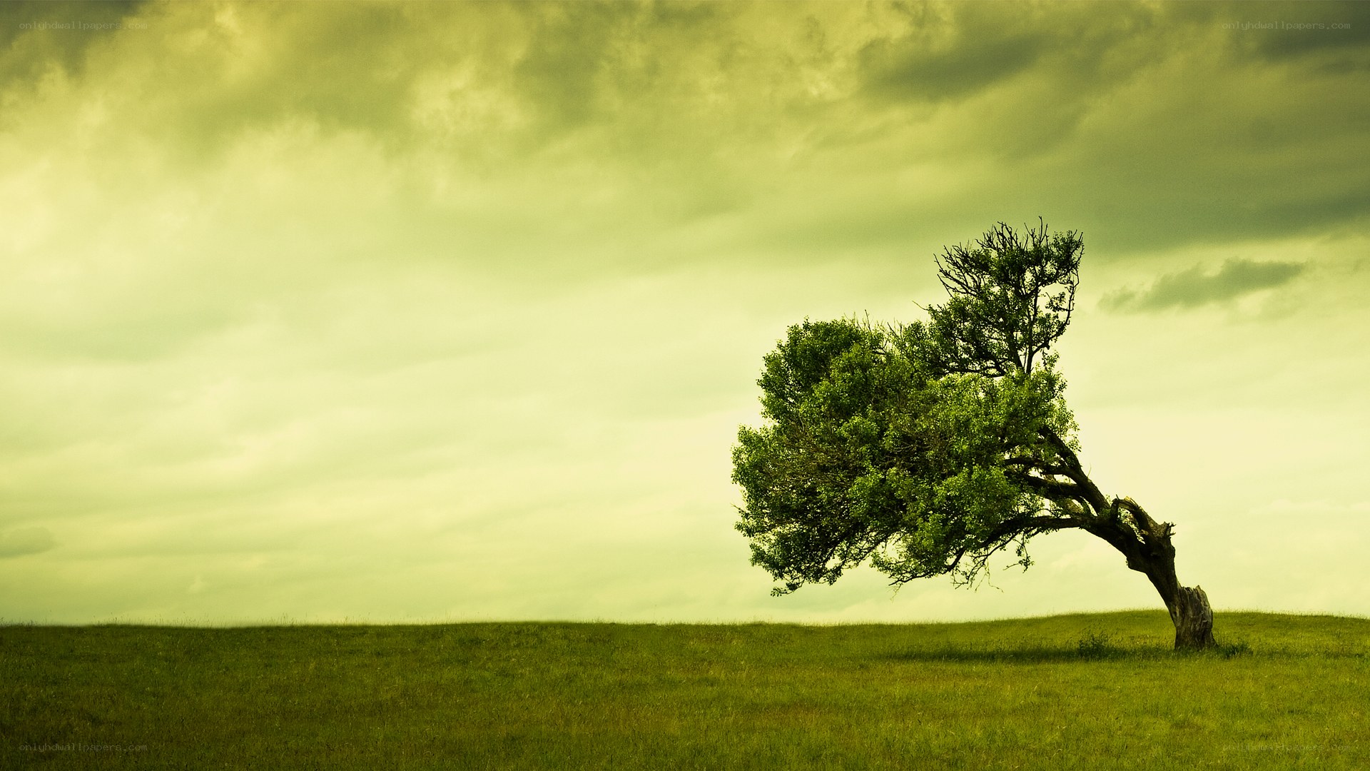 Solitary tree on a hill