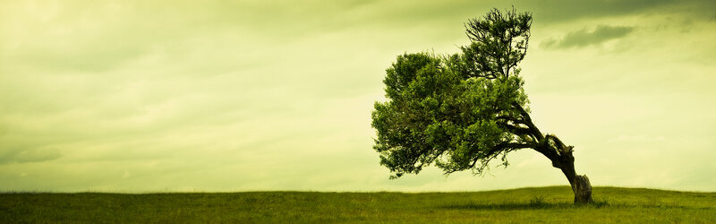 solitary tree on a hill
