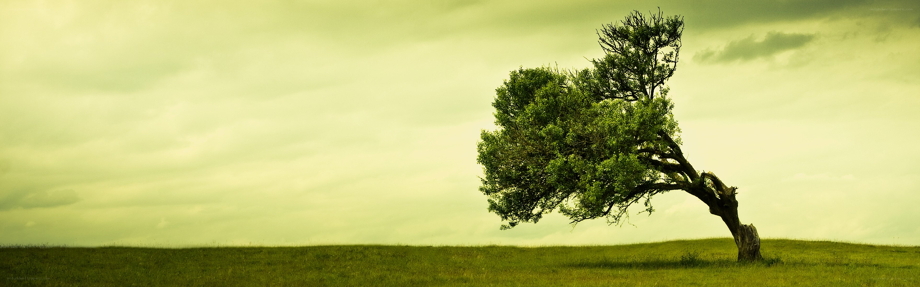 solitary tree on a hill
