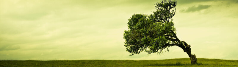 solitary tree on a hill