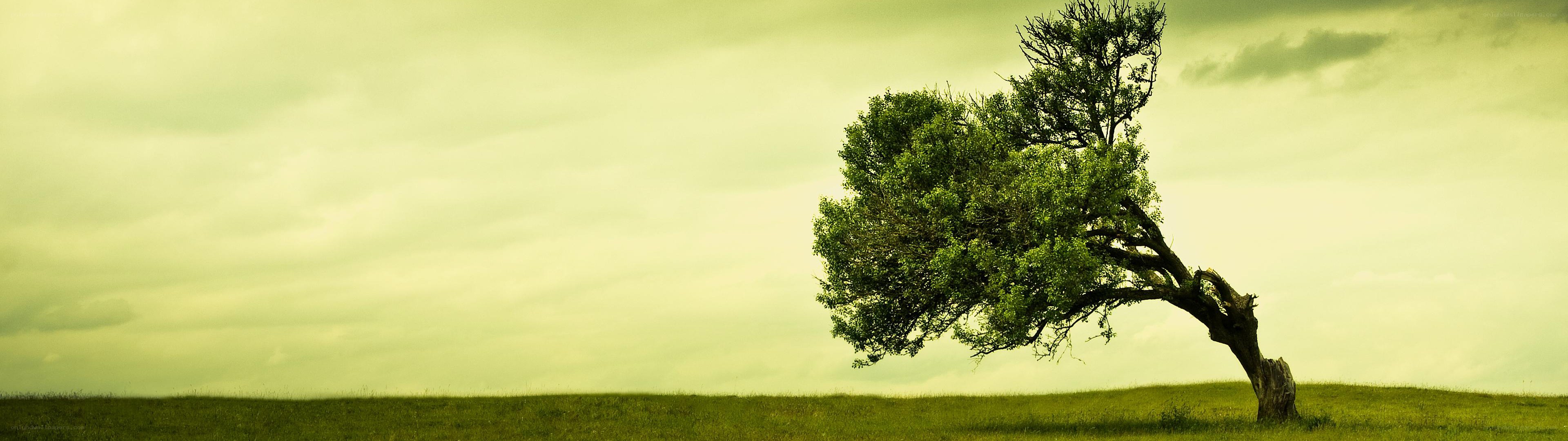 solitary tree on a hill