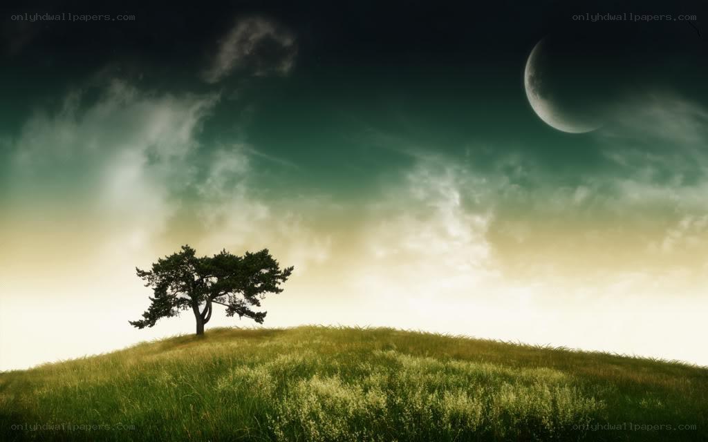 solitary tree on a hill