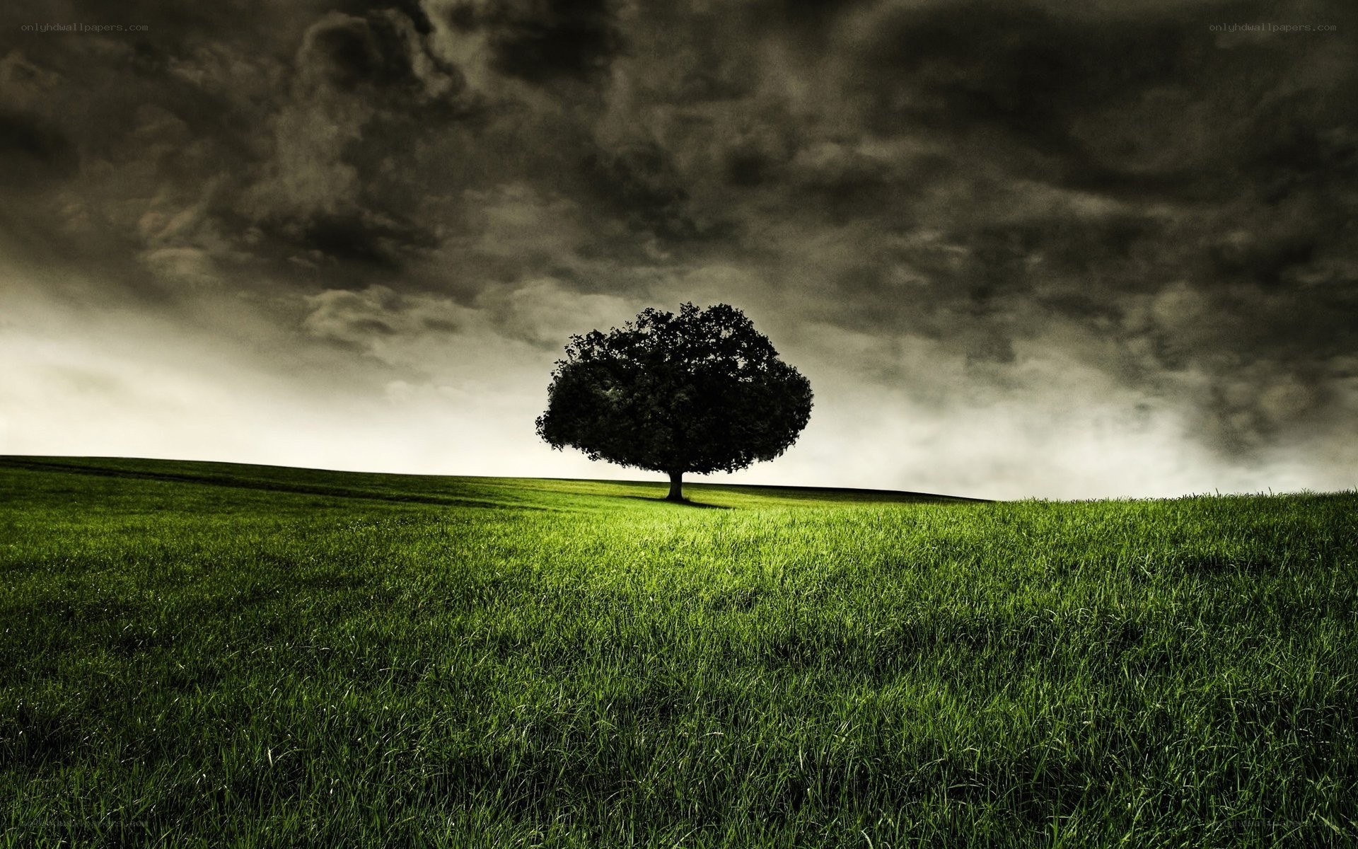 solitary tree on a hill