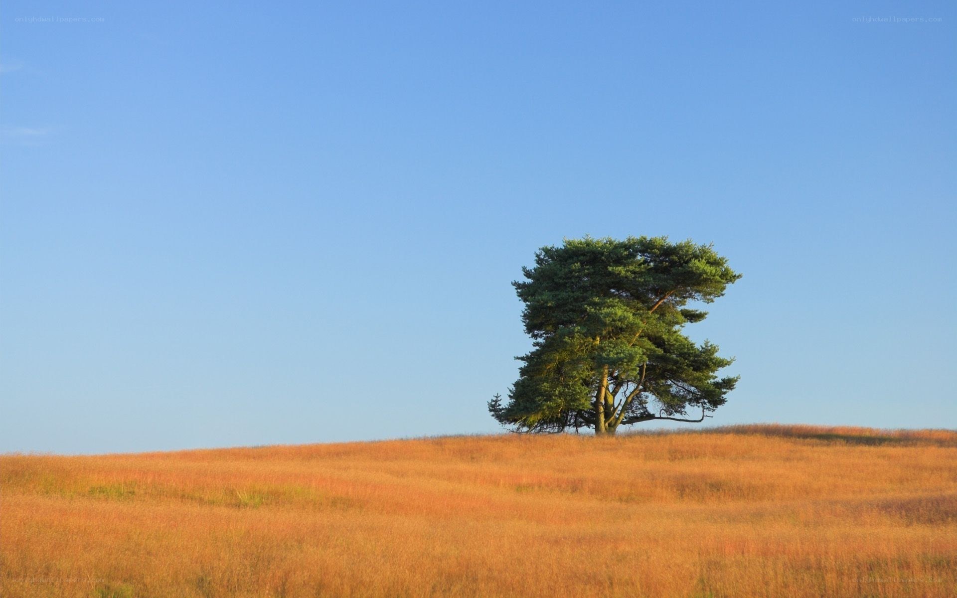 Solitary tree on a hill