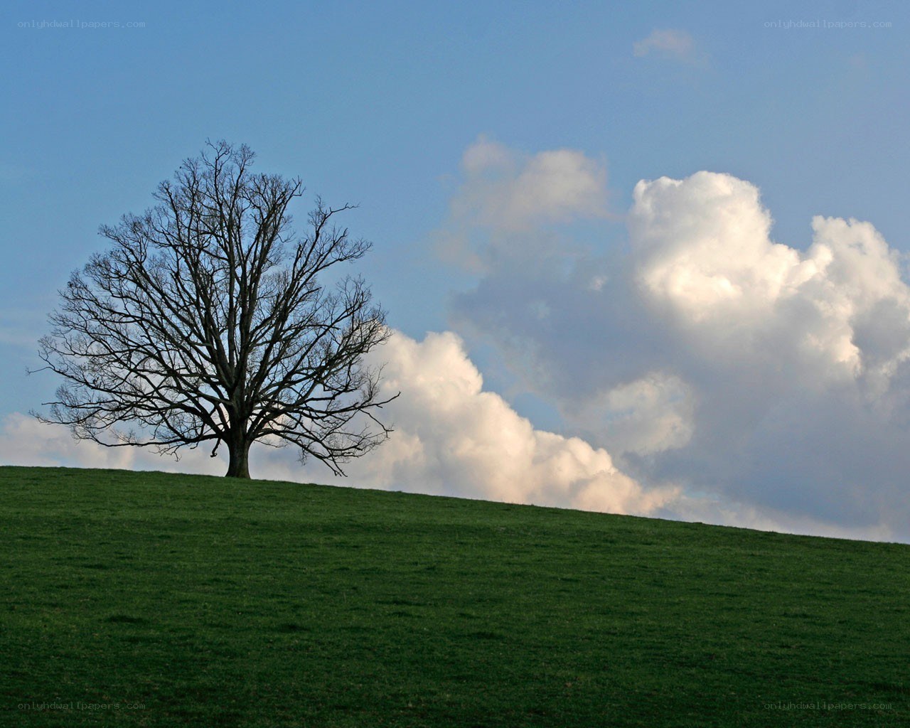 solitary tree on a hill
