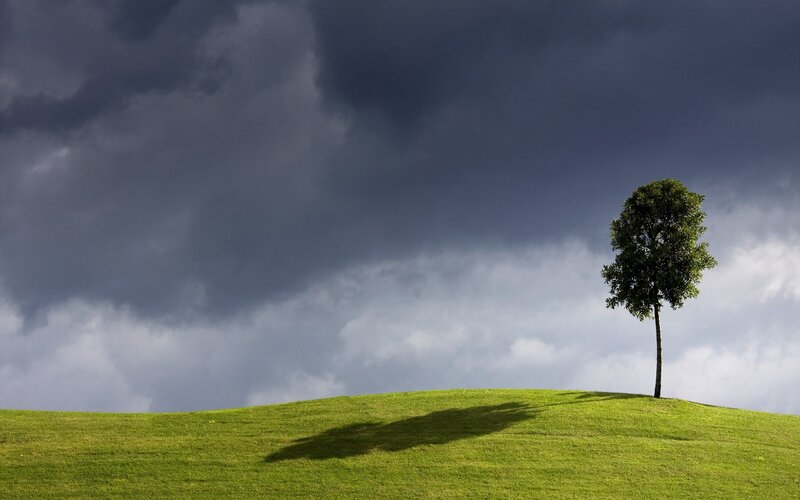 Solitary tree on a hill