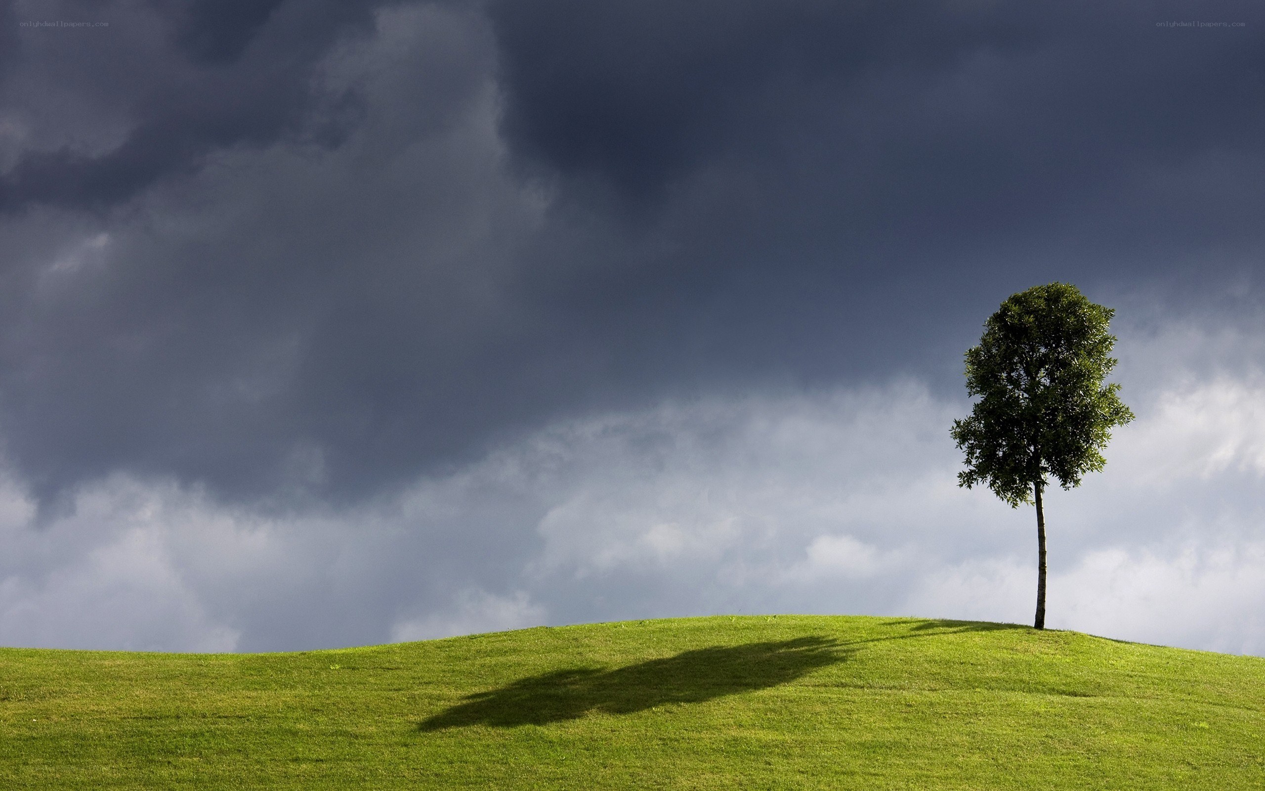Solitary tree on a hill
