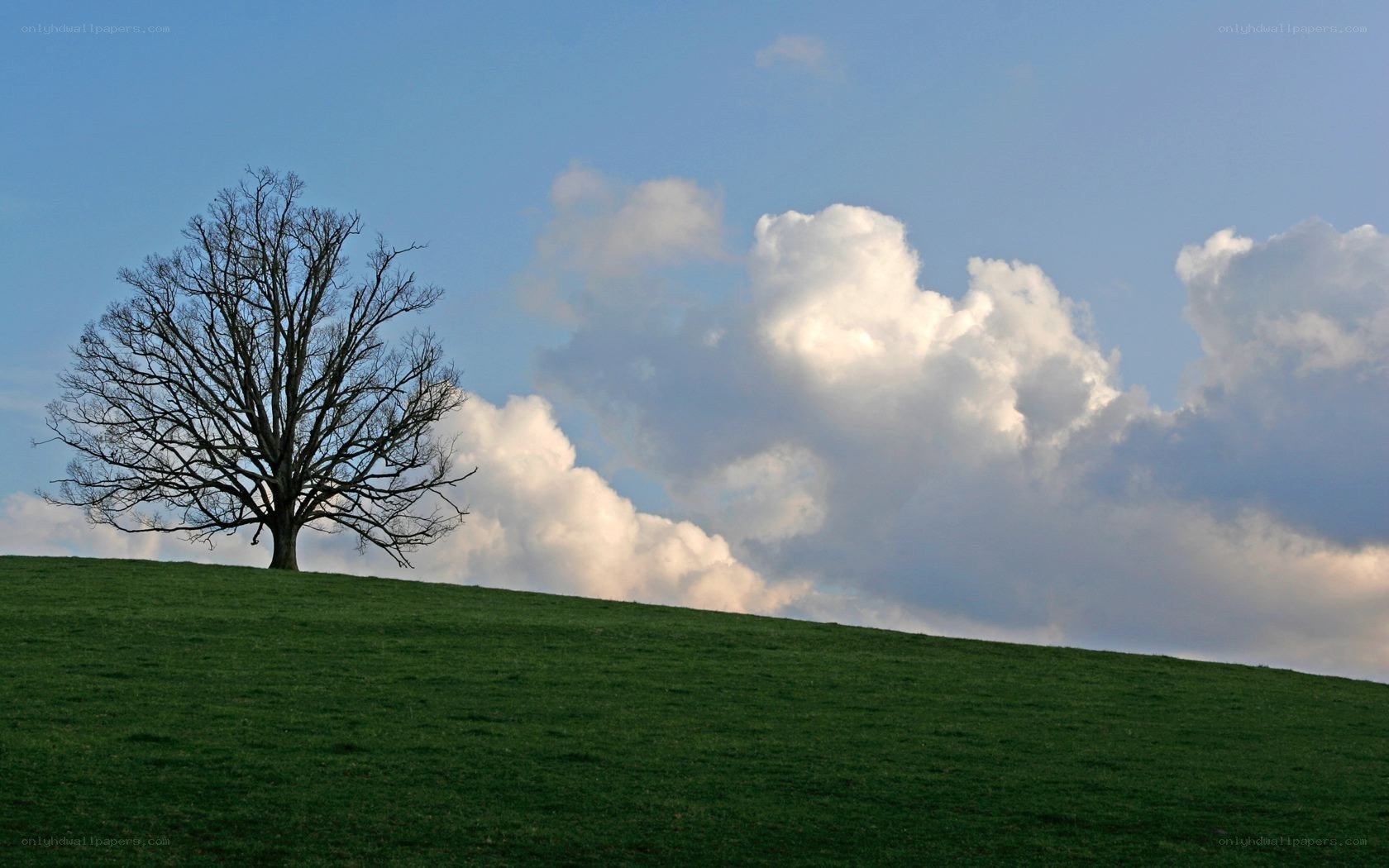 solitary tree on a hill