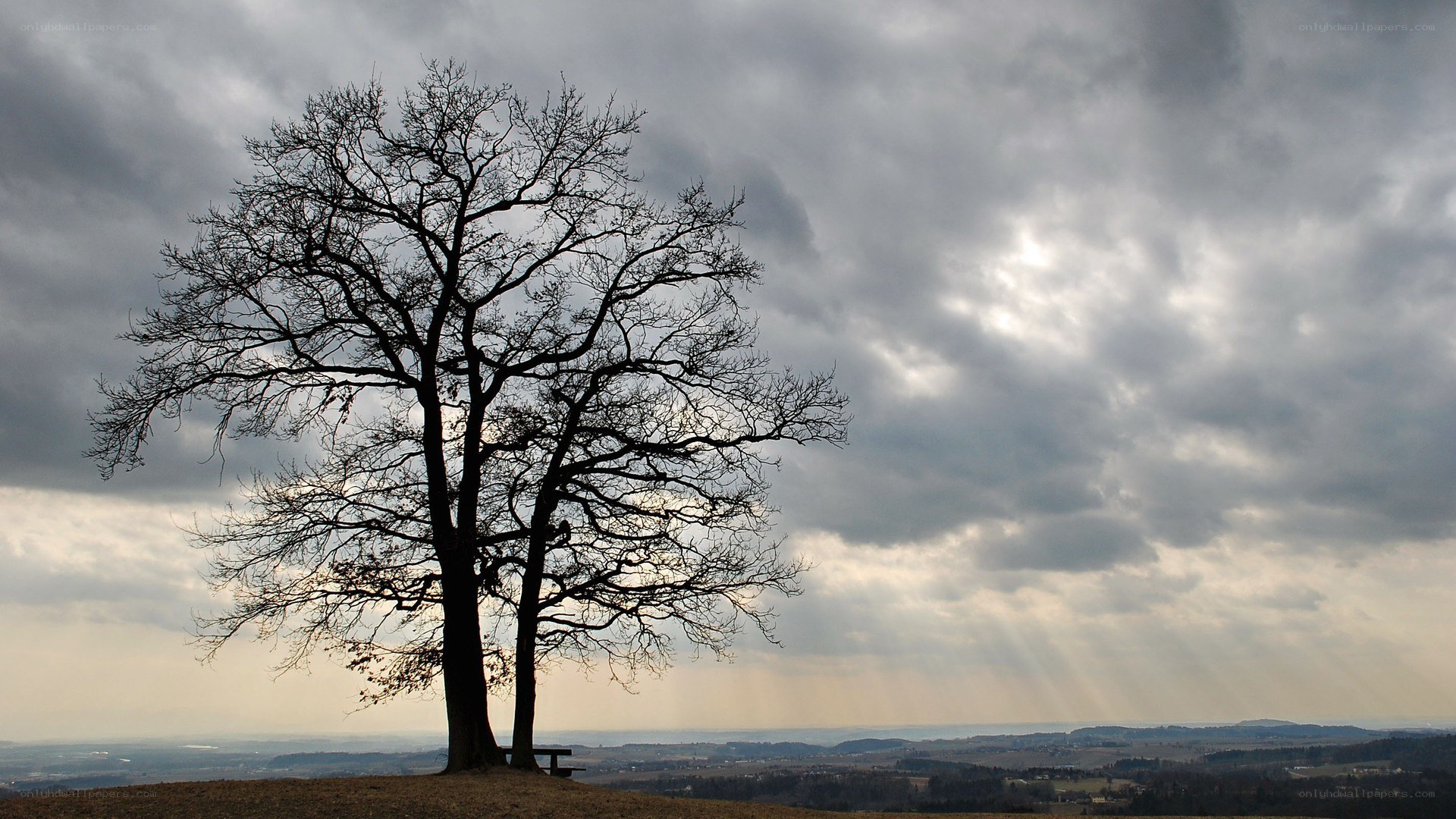 Solitary tree on a hill