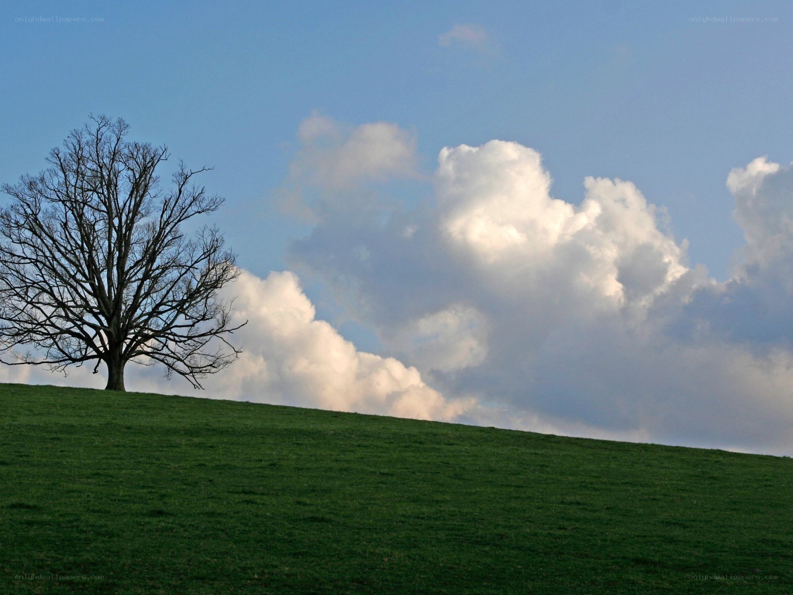 Solitary tree on a hill