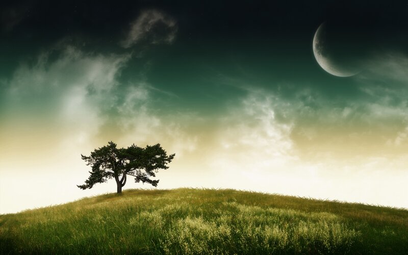 Solitary tree on a hill